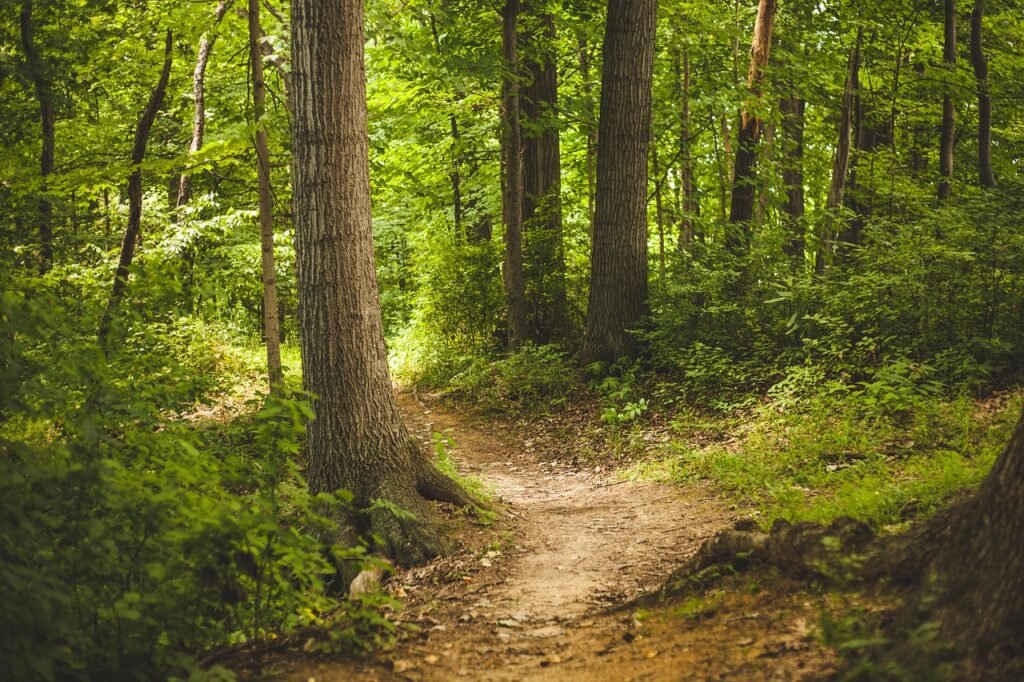 Forest view